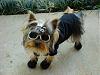 Does your Yorkie where clothing? Why or Why not?-dsc02433.jpg