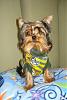 Does your Yorkie where clothing? Why or Why not?-anakin1.jpg