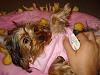 Does your Yorkie where clothing? Why or Why not?-bella1.jpg