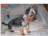 My Skinny Atia-atia-yorkietalk.jpg