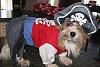 YorkieTalk Fifth Annual Halloween Contest (2009) - SUBMIT YOUR ENTRIES!-jordy-pirate-2.jpg