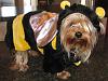 YorkieTalk Fifth Annual Halloween Contest (2009) - SUBMIT YOUR ENTRIES!-chelsea-bee.jpg