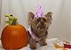 YorkieTalk Fifth Annual Halloween Contest (2009) - SUBMIT YOUR ENTRIES!-user34464_pic72153_1256568575.jpg