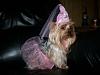 YorkieTalk Fifth Annual Halloween Contest (2009) - SUBMIT YOUR ENTRIES!-copy-signature-022.jpg