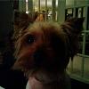 The yorkie I had gotten from craigslist-lilresize2.jpg