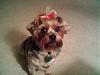 What kind of personality does your Yorkie have?-cute-kona.jpg