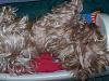 How spoiled is your yorkie?-tinky-uni2.jpg