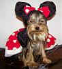 YorkieTalk Fifth Annual Halloween Contest (2009) - SUBMIT YOUR ENTRIES!-fiona-minnie-small-ears.jpg
