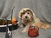 YorkieTalk Fifth Annual Halloween Contest (2009) - SUBMIT YOUR ENTRIES!-img_2884red25.jpg