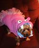 YorkieTalk Fifth Annual Halloween Contest (2009) - SUBMIT YOUR ENTRIES!-halloween-047.jpg