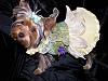 YorkieTalk Fifth Annual Halloween Contest (2009) - SUBMIT YOUR ENTRIES!-100_2060.jpg
