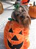 YorkieTalk Fifth Annual Halloween Contest (2009) - SUBMIT YOUR ENTRIES!-juicy012.jpg