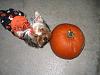 YorkieTalk Fifth Annual Halloween Contest (2009) - SUBMIT YOUR ENTRIES!-img_1316.jpg