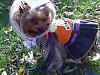YorkieTalk Fifth Annual Halloween Contest (2009) - SUBMIT YOUR ENTRIES!-1031091534a.jpg