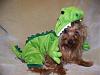 YorkieTalk Fifth Annual Halloween Contest (2009) - SUBMIT YOUR ENTRIES!-maxtrex.jpg
