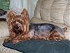 I  have a GIANT YORKIE!-taddy.jpg