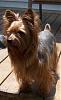 I  have a GIANT YORKIE!-tad.jpg