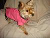 Roxy's Snuggie... finally!-roxy-snuggie-11-1-2009-032b.jpg