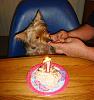 Roxy's 1st birthday!!!-roxy-birthday-11-1-2009-019c.jpg