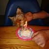 Roxy's 1st birthday!!!-roxy-birthday-11-1-2009-020c.jpg