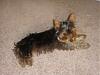 Anyone Groom their own Yorkie?-002.jpg