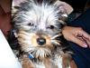 Love puppy to adult pics-baby-pnut-2.jpg