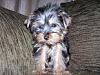 Love puppy to adult pics-baby-pnut3.jpg