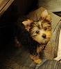 Love puppy to adult pics-dsc00700.jpg