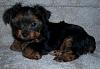 Love puppy to adult pics-babygirl1sm.jpg