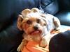 Is this a yorkie thing or just a Jack thing?-kona-tongue-part-out.jpg