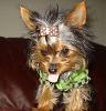 Is this a yorkie thing or just a Jack thing?-0571.jpg