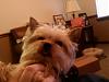 Is this a yorkie thing or just a Jack thing?-teddy-tongue3.jpg