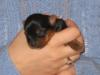 One week old today "BIG SURPRISE"!!!-my-puppy-small.jpg
