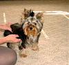 Who owns a rescue or rehomed Yorkie?-grady.jpg