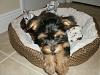 Just got my new Yorkie! Help lol-pa240822.jpg