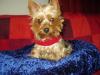 Yorkietalk Christmas Contest Entries Here!-september.jpg