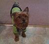 How many of you have floppy-eared yorkies?-maggieprofile.jpg