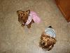 How many of you have floppy-eared yorkies?-bunnies2.jpg