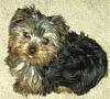 How many of you have floppy-eared yorkies?-trouble-1-resized.jpg