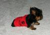 What is your Yorkie wearing today?-img_9330redshirtwalkout.jpg