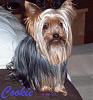 My baby is missing. I dont know what to do!???-11008bestcookiepic-copy.jpg