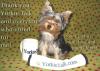 Cowboy wants to say THANK YOU YORKIE TALK!! (Pics)-cbyt1-600-x-426-.jpg