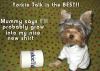 Cowboy wants to say THANK YOU YORKIE TALK!! (Pics)-ytcb2-600-x-426-.jpg