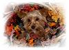 Wanted to say hi I am new-rileys-fall-pic.jpg