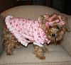 YorkieTalk Halloween Contest 2009 WINNERS!-cookienightie1yt.jpg
