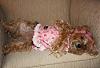 YorkieTalk Halloween Contest 2009 WINNERS!-cookienightie2yt.jpg