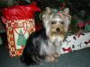 Is your pup 6 months old?-christmas-shelby.jpg