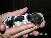 hello i am new here-puppies-saartje-13-november-3-.jpg