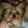 Is your pup 6 months old?-bailey.jpg