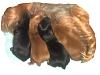 Solid Blonde Yorkie-croppedday2.jpg